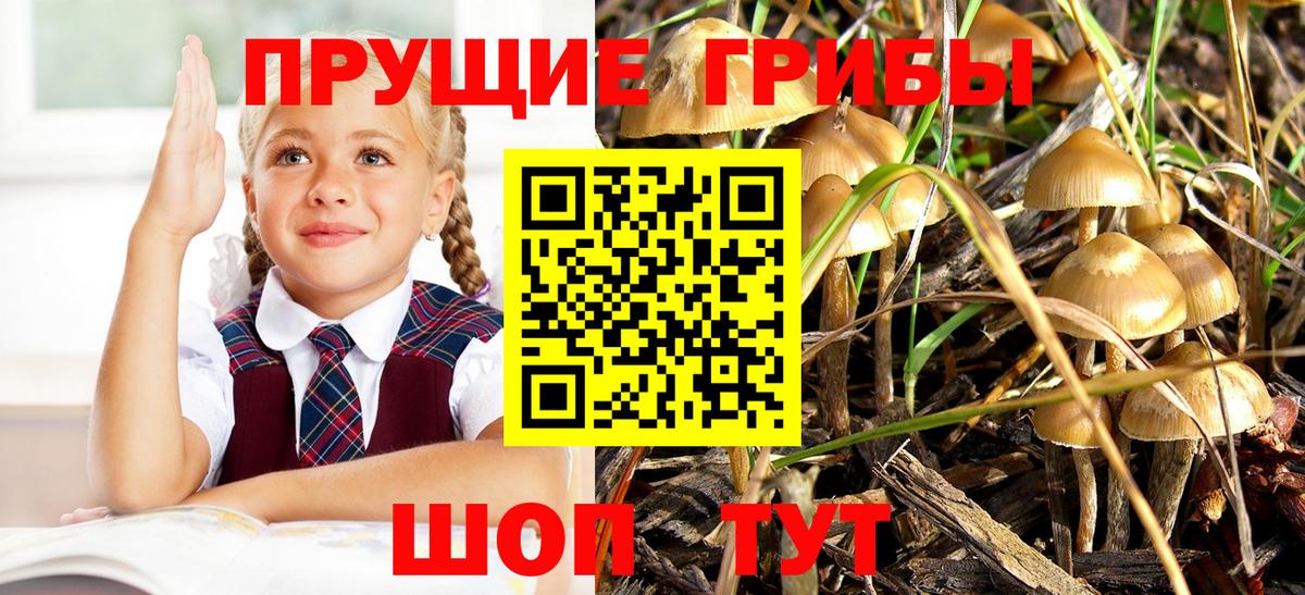 Галлюциногенные грибы мицелий  Псилоцибиновые грибы Psilocybine cubensis  Сатка  Вход с VPN 