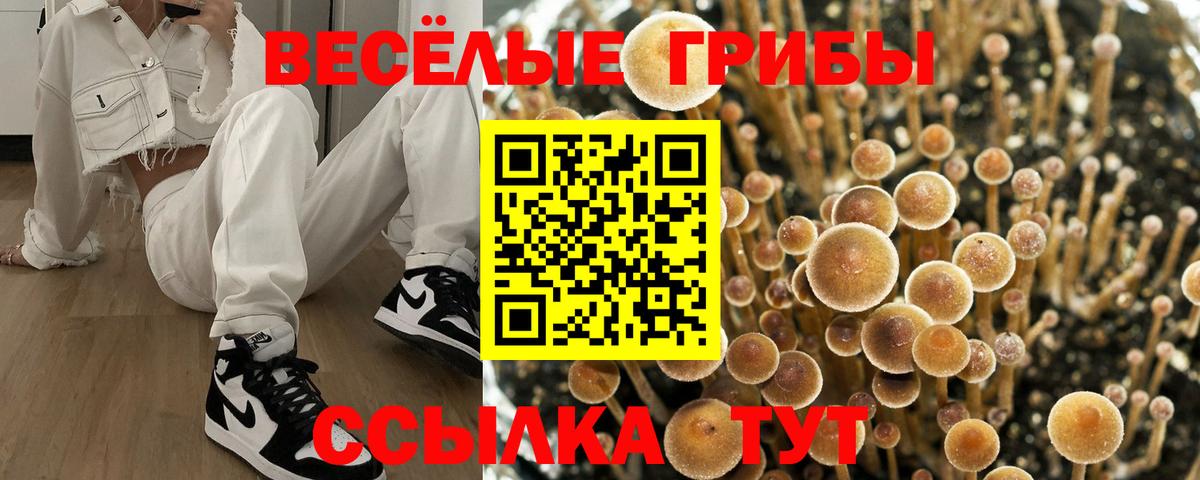 Псилоцибиновые грибы Psilocybe Сатка